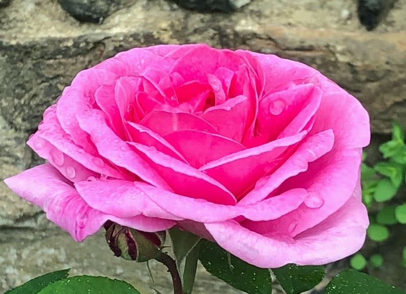 bright pink bloom of Rosa Gertrude Jekyll