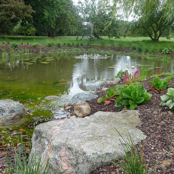 wildlife pond near Frinton on sea a beautiful water feature that helps the environment