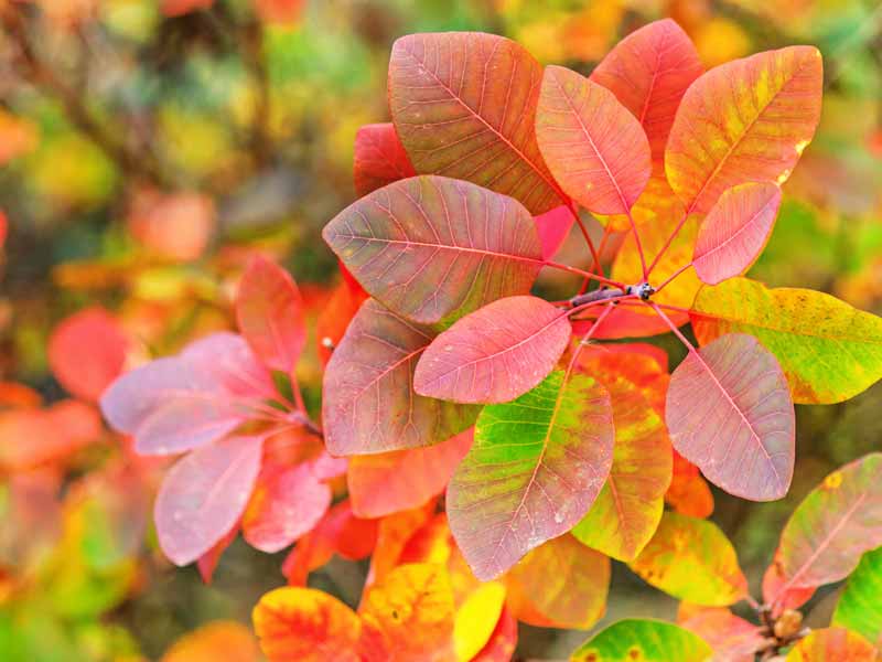 Cotinus, the smoke bush, a garden shrub with fiery autumn colours