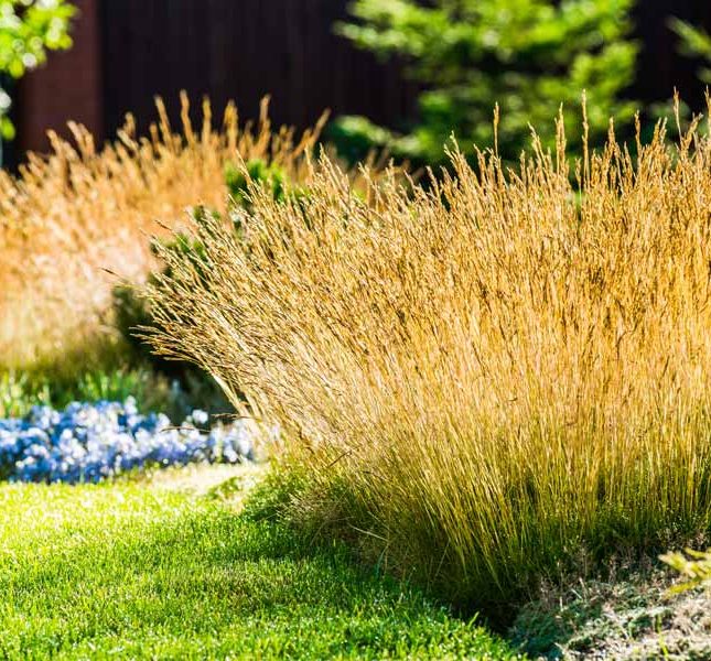 ornamental grasses lend a magical air to the autumn garden