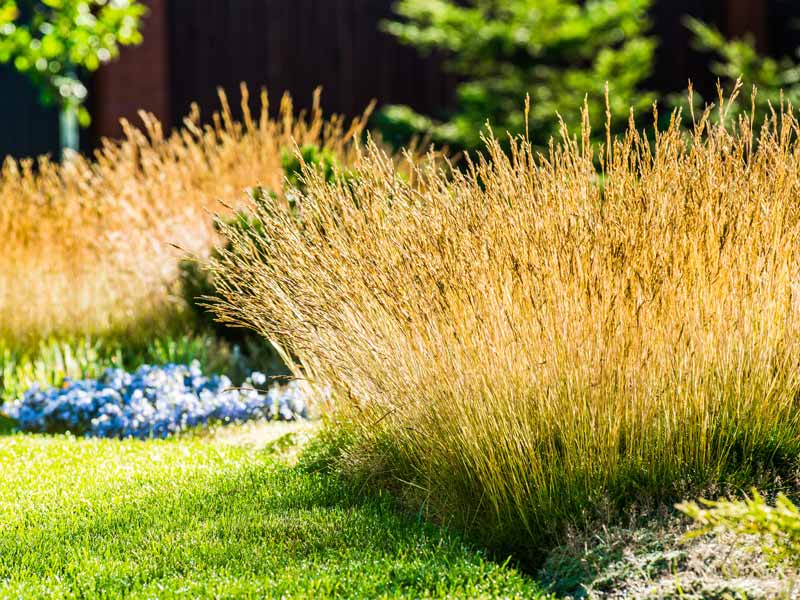 ornamental grasses lend a magical air to the autumn garden