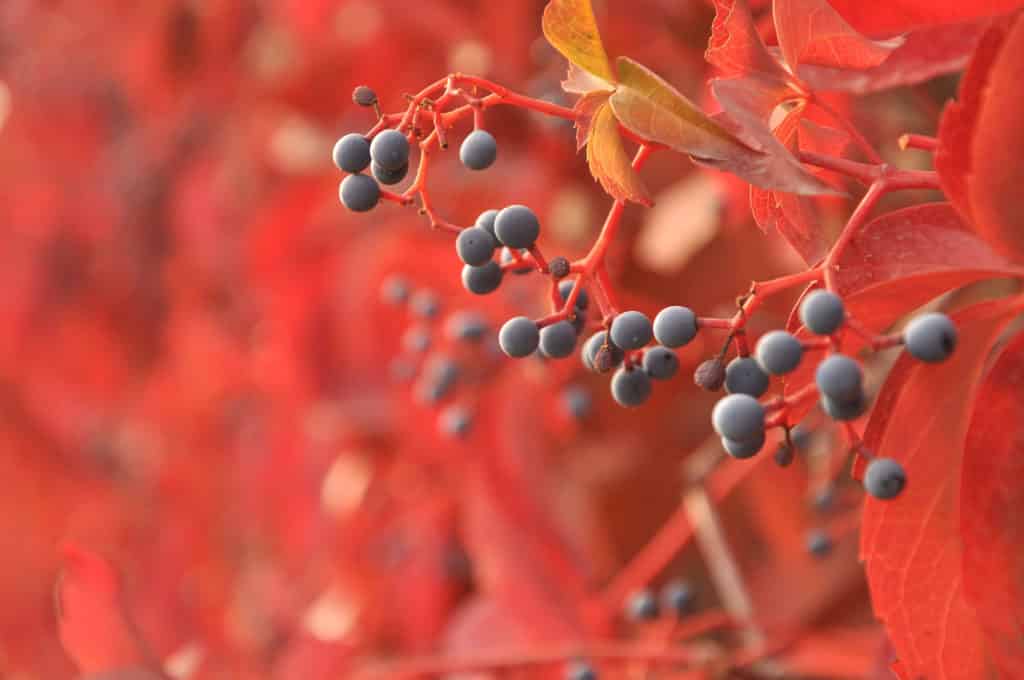 autumn berries
