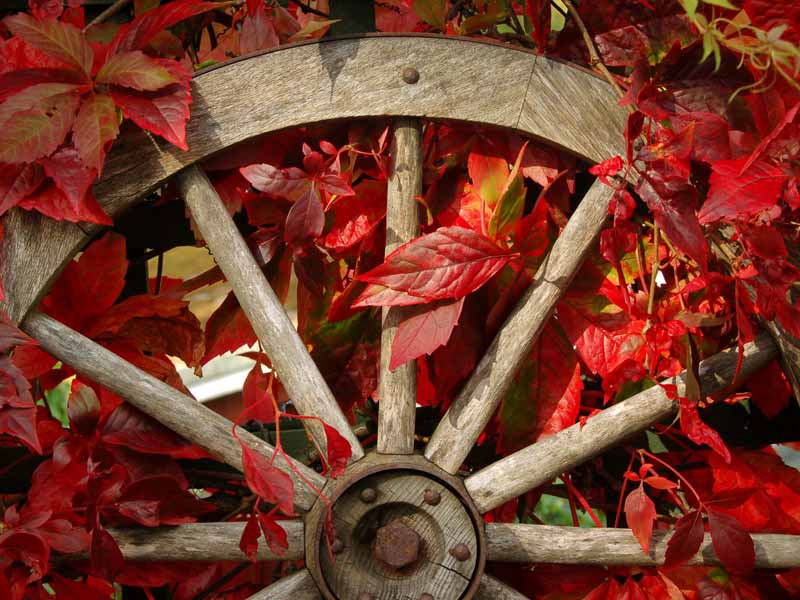 An old cartwheel, used as a garden feature, is adorned with the bright red autumn leaves of virginia creeper.