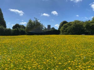 wildflower meadow at East Ruston Vicarage Gardens with swathes of yellow corn marigolds