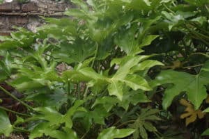 castor oil plant