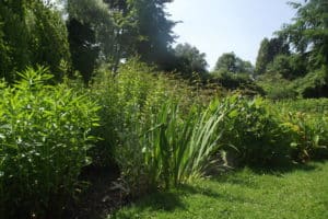 mixed foliage plants in garden design