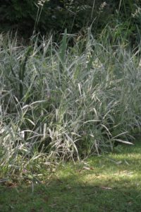 silver foliage plants