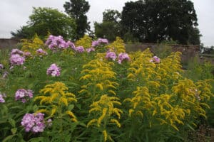 midsummer colour in the garden