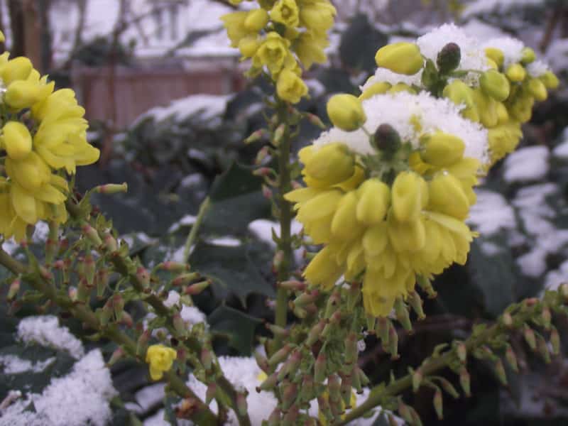 manhonia flowers in a winter garden