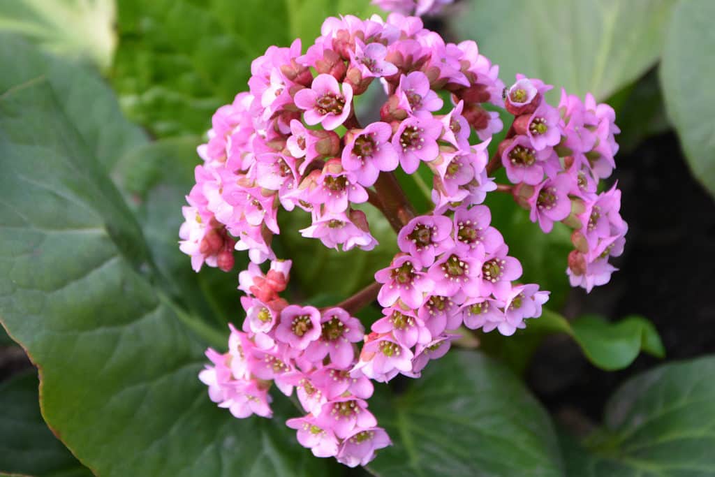 plants for wildlife pond