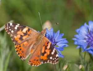 cottage garden plant the annual cornflower with tortoishell butterfly feeding from it