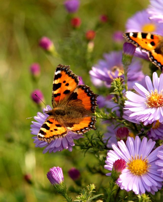 cottage garden plants the aster or michaelmas daisy being visited by butterflies and honey bees
