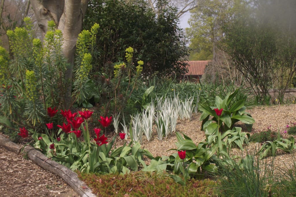 brightly coloured tulips and foliage plants beside a path