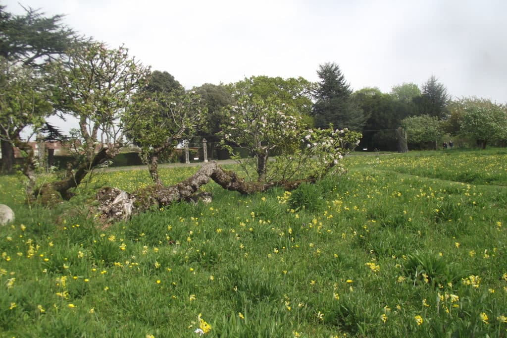 cowslips and a fallen fruit tree in the wild garden at helmingham hall