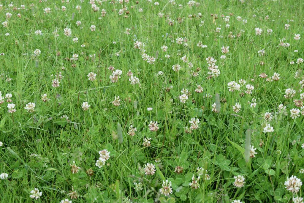species rich lawn with grass, clover and other native wildflowers