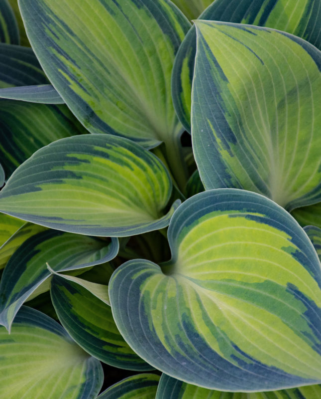 what shall I plant in my garden hostas