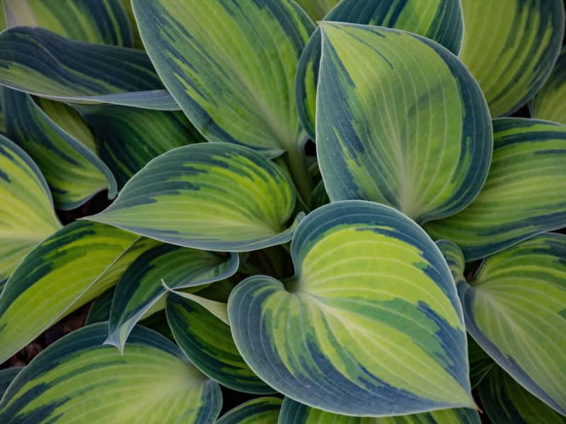 what shall I plant in my garden hostas