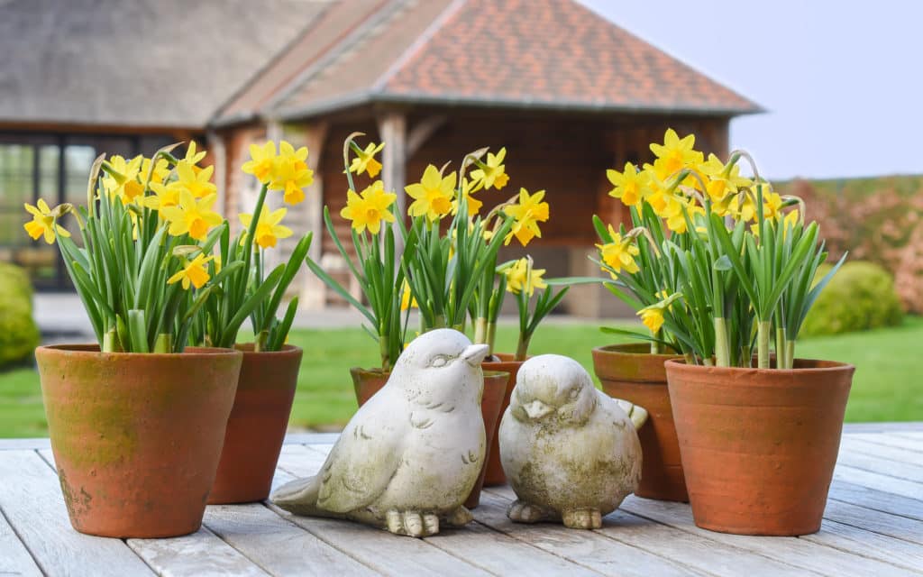 arrangement of spring flowering bulbs in teracotta pots