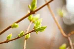 group of newly opened spring buds