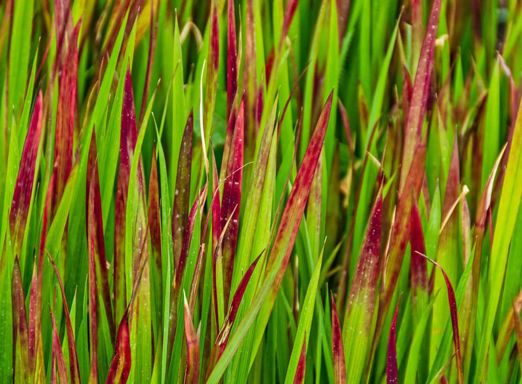 colourful foliage of japanese blood grass s
