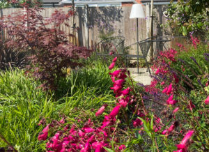magenta flowers in the foreground of this picture of lifestyle gardens with a seating area