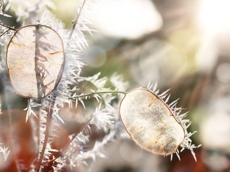 hoar frost on honesty seed heads in winter garden