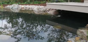 close up of clear pond with overhanging deck reflected in the water