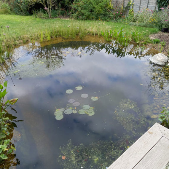 roughly circular informal pond with young waterlilies