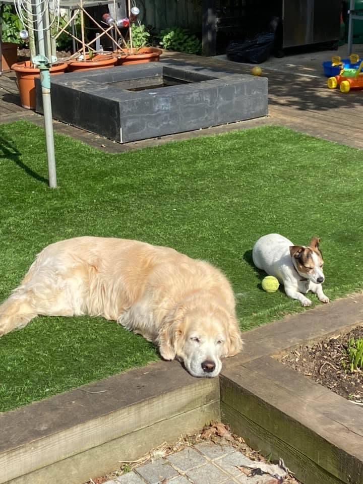 golden retriever and jack Russel relaxing on an artificial lawn