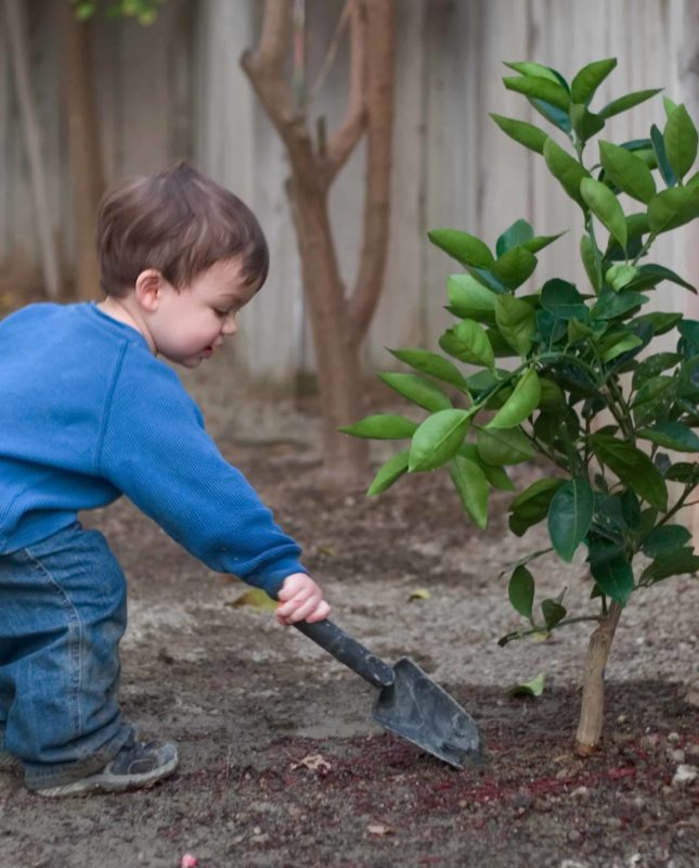 toddler helping to plant trees