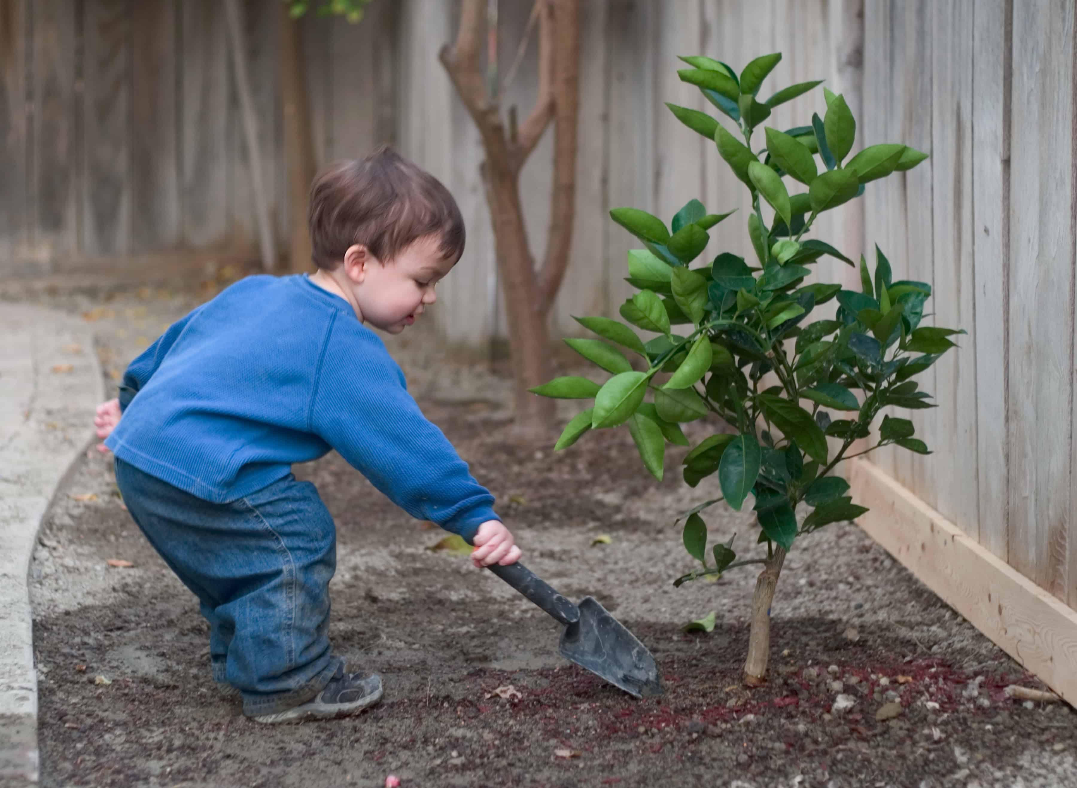 toddler helping to plant trees
