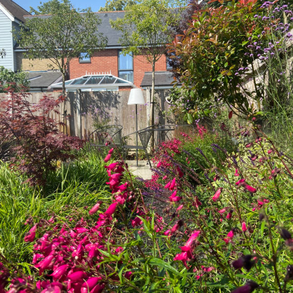 bright pink penstemons with beautifully planted garden beyond