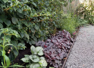narrow border beside fence planted with climbers and low growing foliage plants