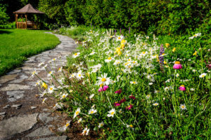 one way to use wildflowers in garden design is to line a path with dense mixed planting