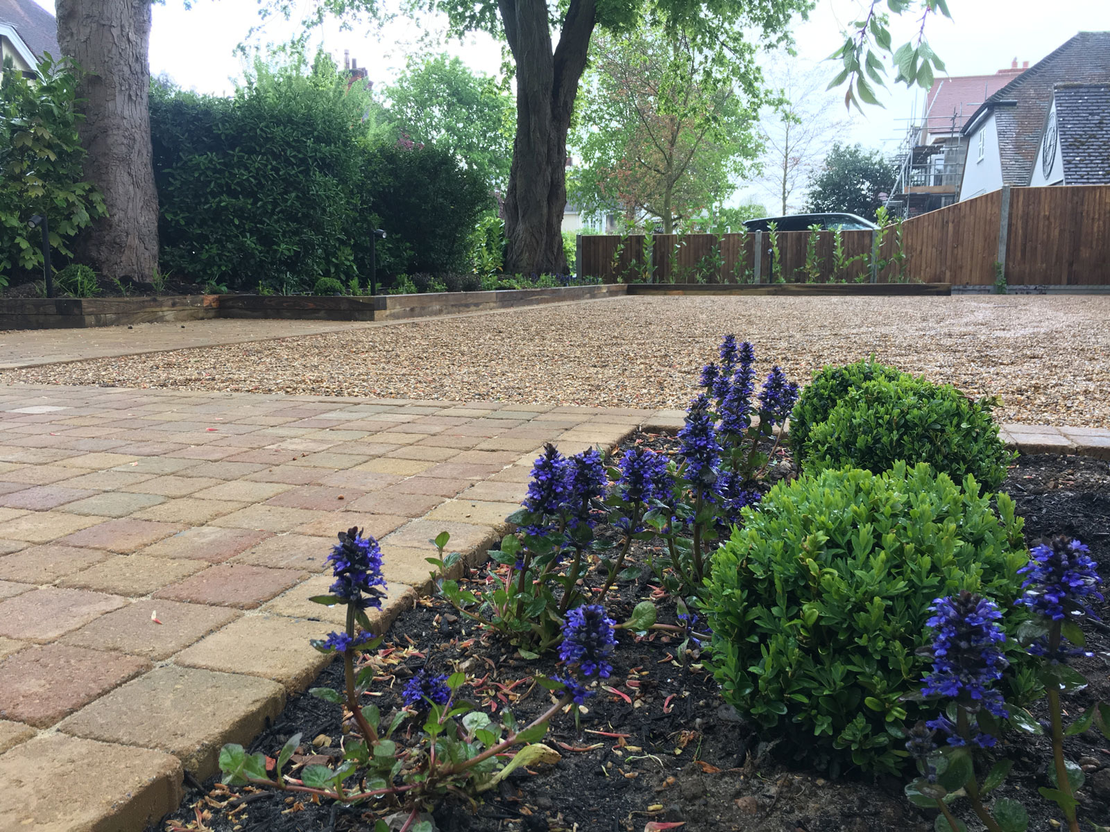 ajuga reptans planted with buxus balls beside sandstone paving