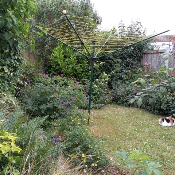 back garden with lawn surrounded by shrubs and with tortoishell cat asleep on the lawn