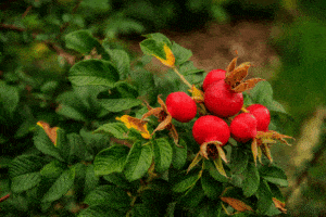 bright red rose hips on rosa rugosa plant
