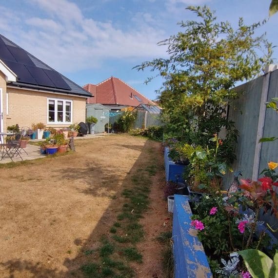 Garden with very dry lawn. Bungalow on the left of the picture, well watered planters against fence on right hand side