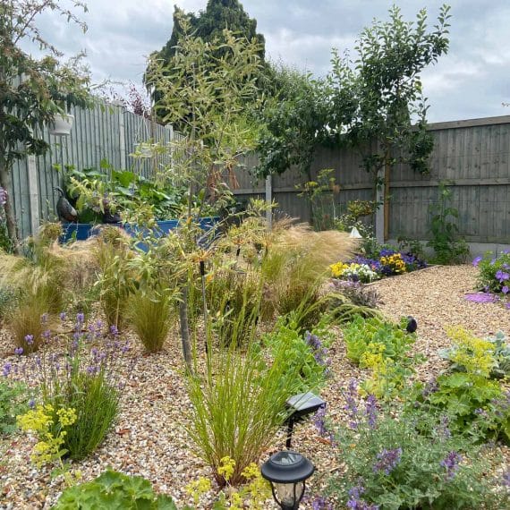 domestic back garden with drought tolerant planting scheme and gravel mulch