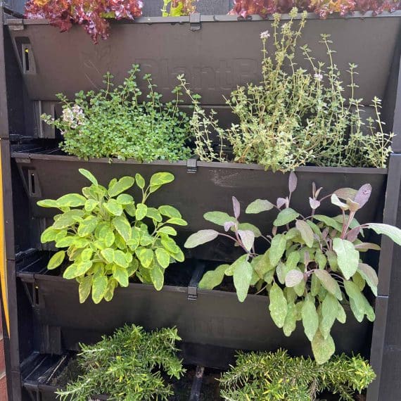 Plantbox living wall growing a selection of culinary herbs