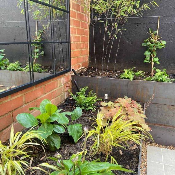 Selection of plants growing in a shaded corner of a newly landscaped garden