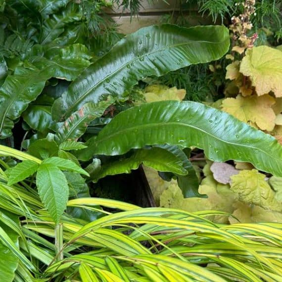 planting combo with stags horn fern, heuchera and sedge