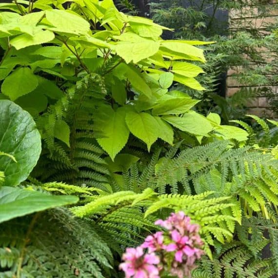 attractive foliage plant combo