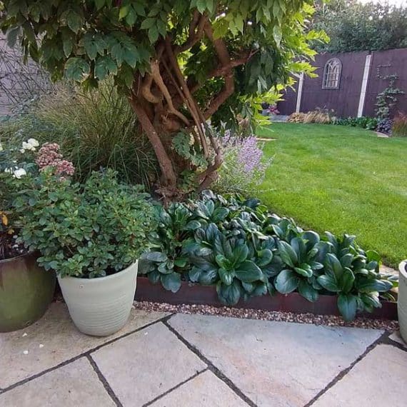 evergreen planting in corner planting scheme