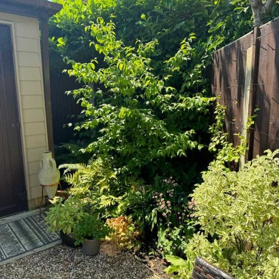 Prettily planted corner of a garden with low maintenance shrubs